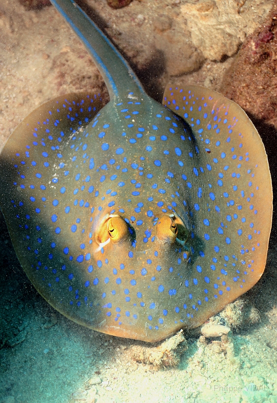 Sipadan_2015_Raie pastenague a taches bleues_Taeniura lymna_IMG_2791_rc.jpg